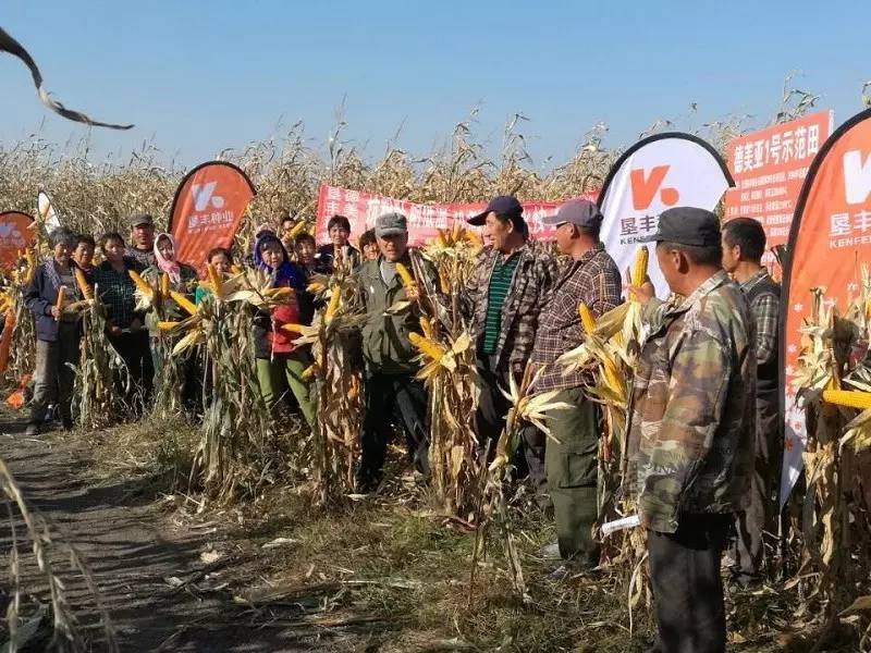 黑龙江省玉米主要地下虫害的发生及防治方法