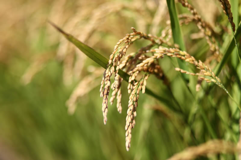 北大荒垦丰种业股份有限公司 关于优质水稻品种垦稻12的维权公告